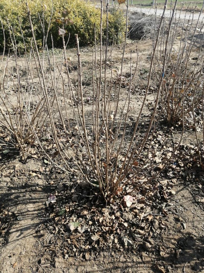 丁香球紫丁香丛生丁香80--3米高产地直销