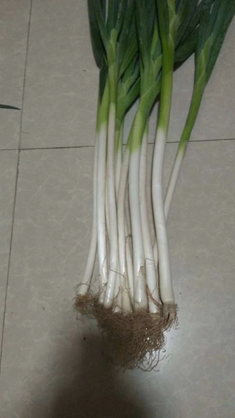 大葱【河南开封通许万亩基地直供高质量高标准】