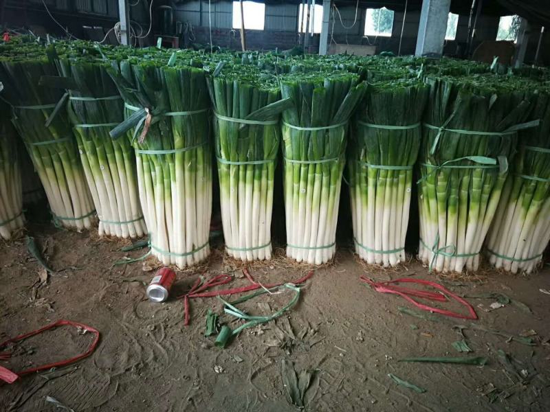 大葱【河南开封通许万亩基地直供高质量高标准】