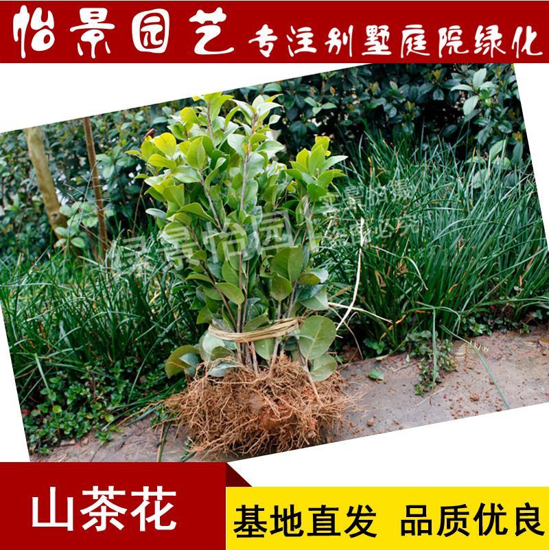 茶花苗山茶花树苗盆栽花卉庭院花卉风景树花境植物绿园林绿化