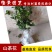 茶花苗山茶花树苗盆栽花卉庭院花卉风景树花境植物绿园林绿化