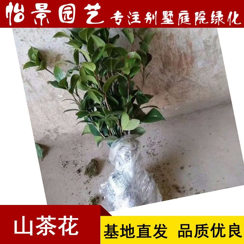 茶花苗山茶花树苗盆栽花卉庭院花卉风景树花境植物绿园林绿化