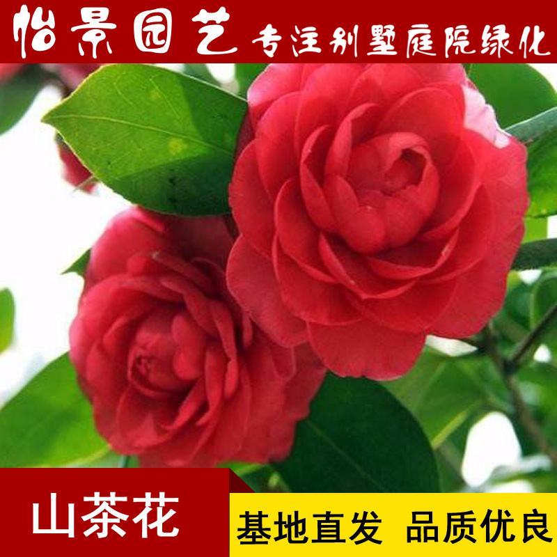 茶花苗山茶花树苗盆栽花卉庭院花卉风景树花境植物绿园林绿化