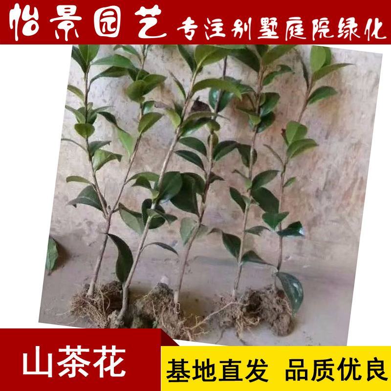 茶花苗山茶花树苗盆栽花卉庭院花卉风景树花境植物绿园林绿化