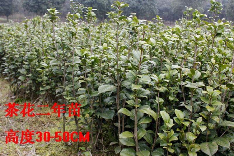 茶花苗山茶花树苗盆栽花卉庭院花卉风景树花境植物绿园林绿化