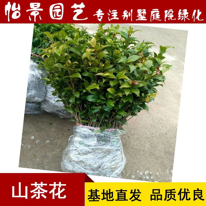 茶花苗山茶花树苗盆栽花卉庭院花卉风景树花境植物绿园林绿化