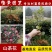 茶花苗山茶花树苗盆栽花卉庭院花卉风景树花境植物绿园林绿化