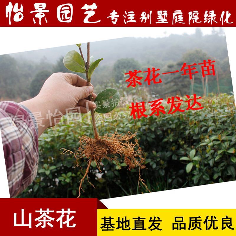 茶花苗山茶花树苗盆栽花卉庭院花卉风景树花境植物绿园林绿化