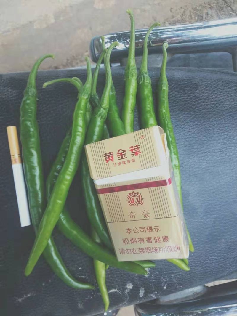 青线椒【河南开封通许万亩基地直供高质量高标准】