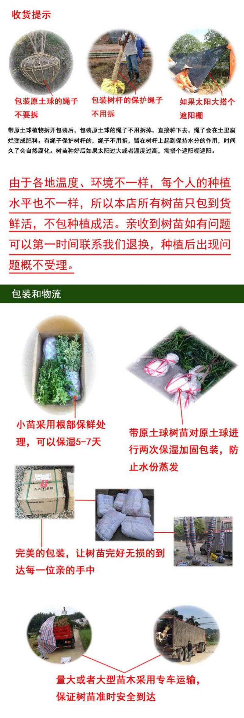 常春藤常青藤树苗庭院花卉风景树花境植物绿化树园林绿化树苗