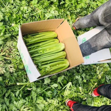 西芹【开封通许绿色有机蔬菜芹菜高质量高标准】