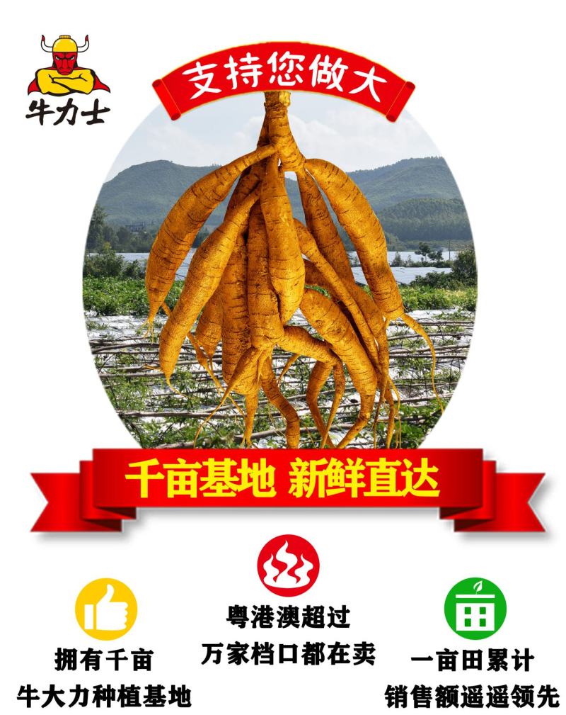 大叶统货，8年老牛又粉又黄，适合摆地摊，基地直销量大价优