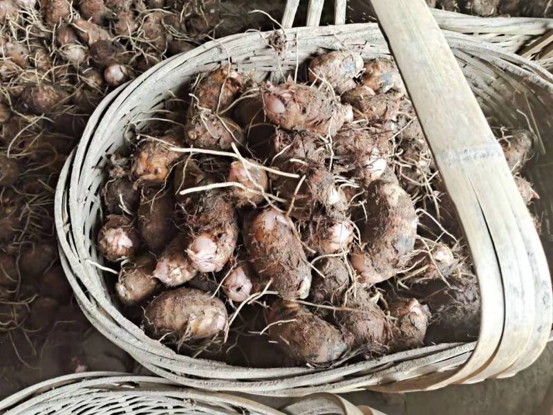 专注红芽芋多年，坐拥基地上万亩提供一手货源，满足各种需求