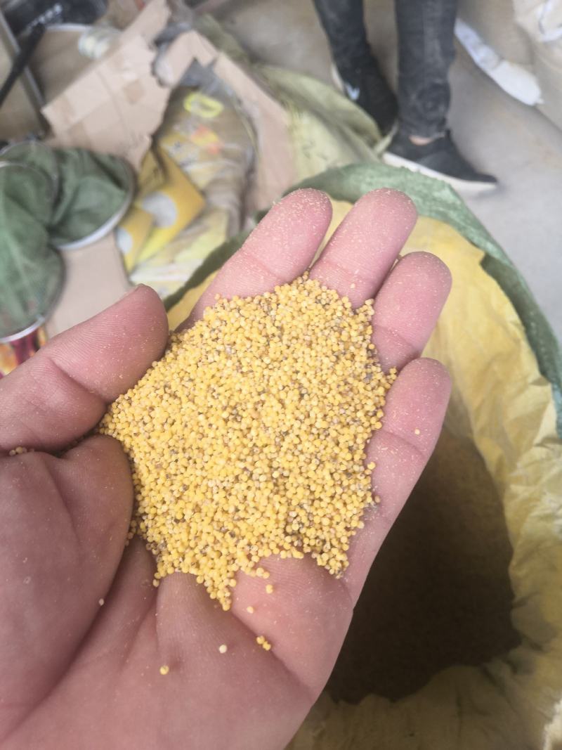 色选米，鸟粮，，可以做饲料