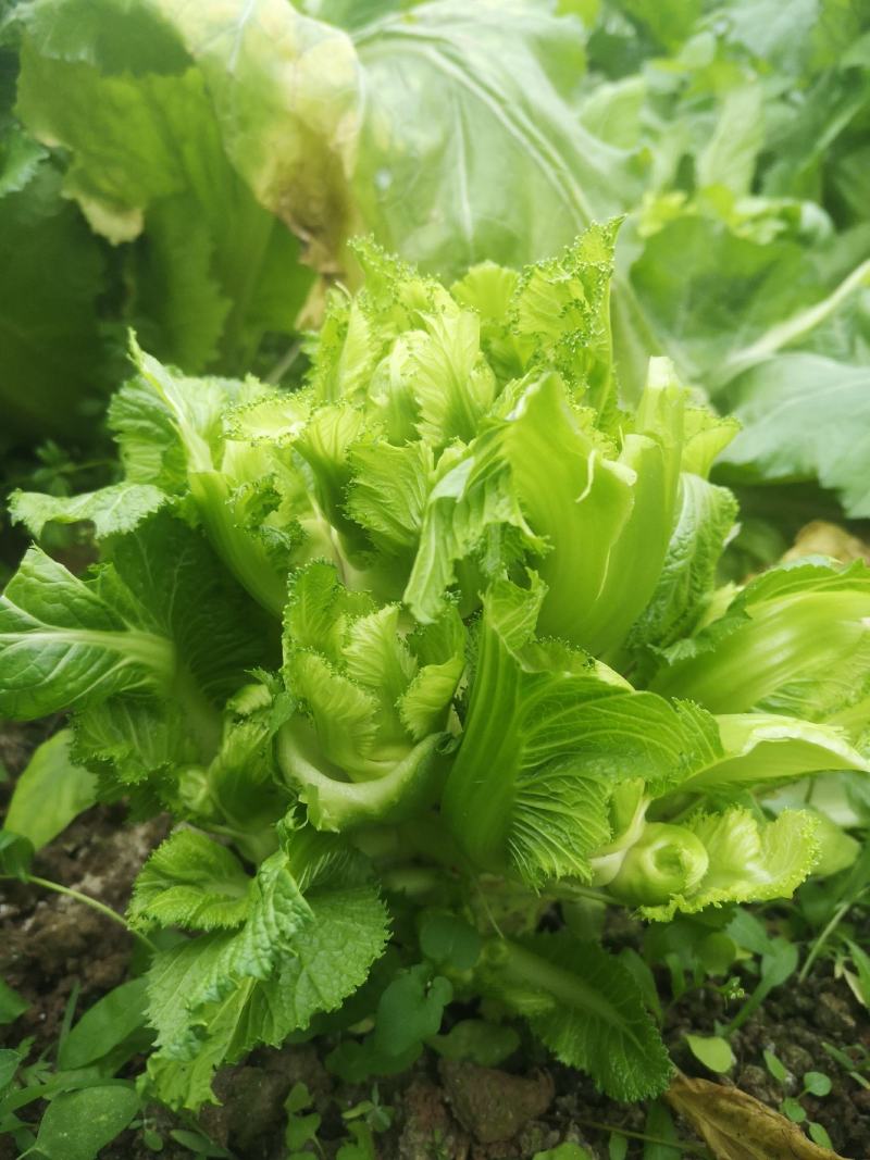 儿菜大量上市需要的快来