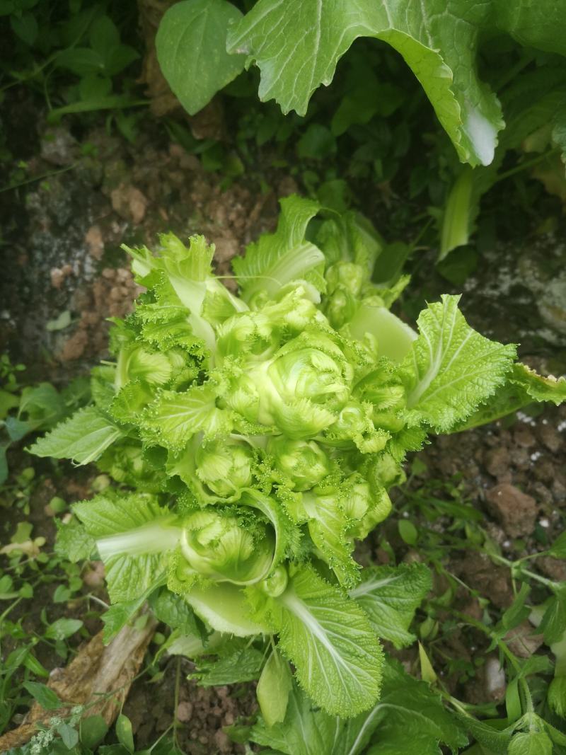 儿菜大量上市需要的快来