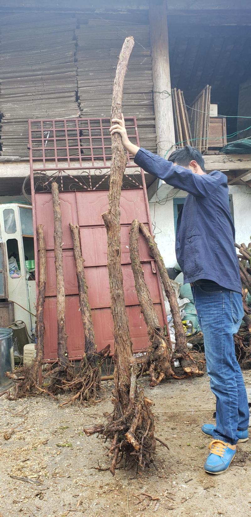 山木香嫁接月季专用沾木