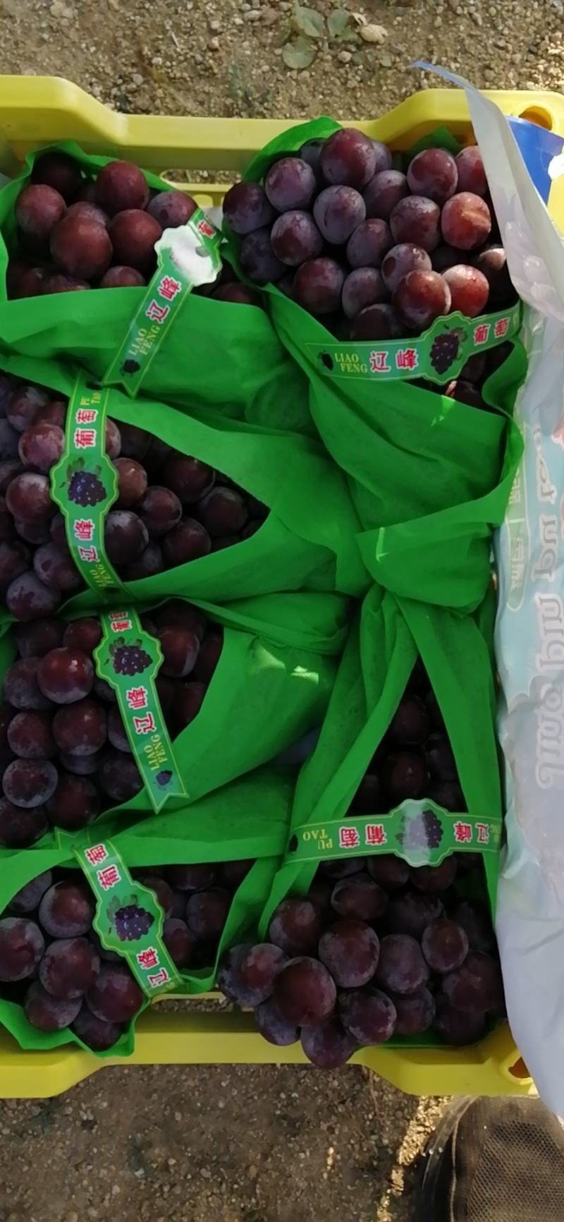 北镇冷库储存巨峰葡萄大量上市，价格美丽，