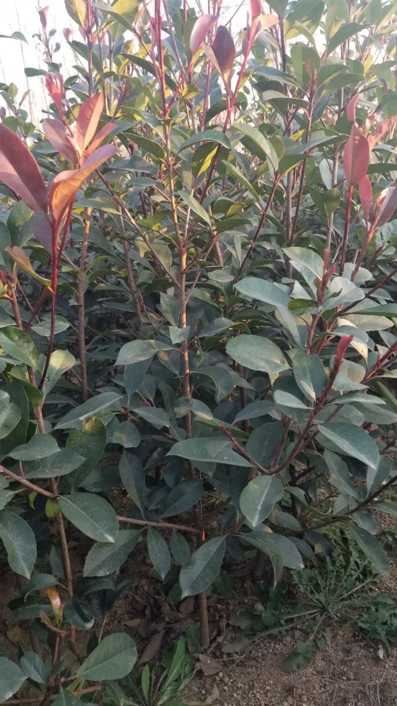 红叶石楠，小灌木，篱笆苗大量