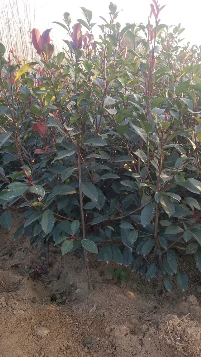 红叶石楠，小灌木，篱笆苗大量