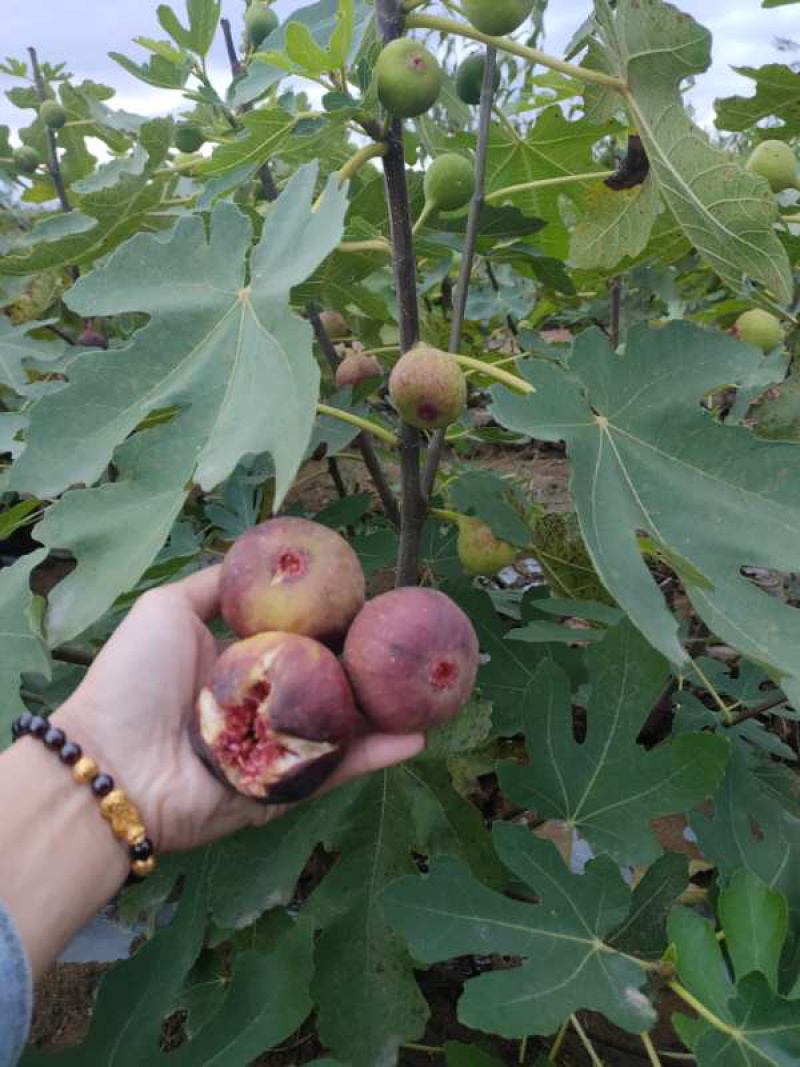 波姬红无花果苗基地现挖现发包成活技术指导南北方种植