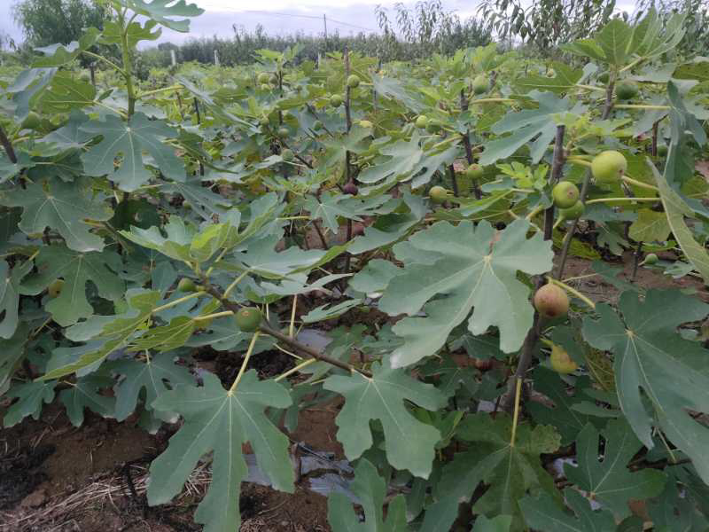 波姬红无花果苗基地现挖现发包成活技术指导南北方种植
