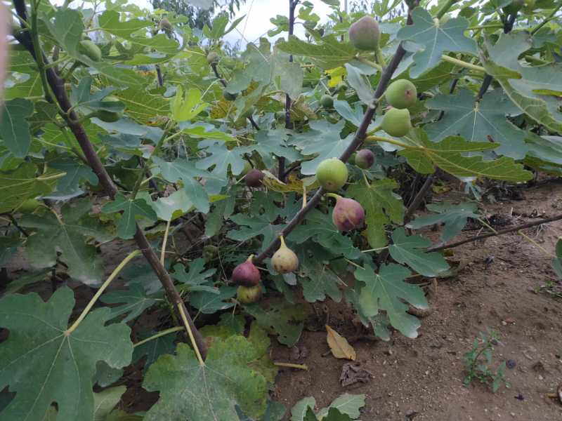 波姬红无花果苗基地现挖现发包成活技术指导南北方种植