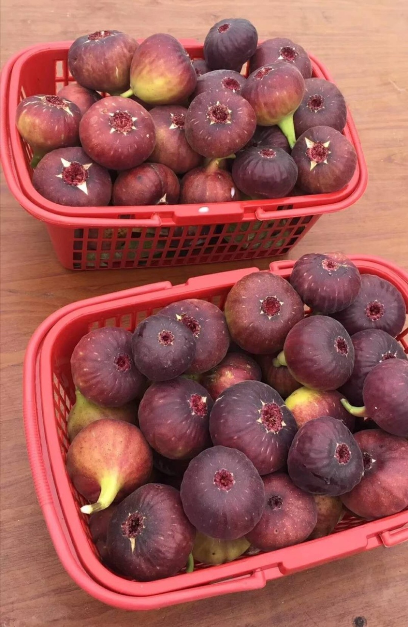 波姬红无花果苗基地现挖现发包成活技术指导南北方种植