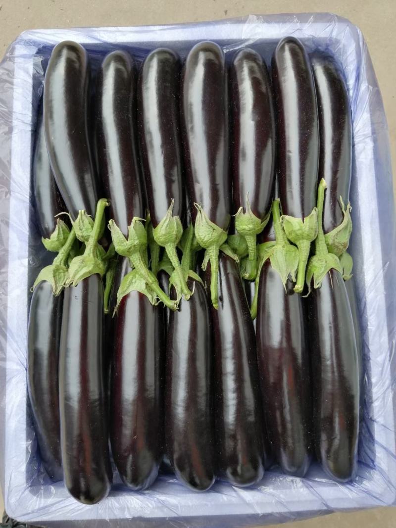 绿把长茄，主供电商美团优选多多买菜，原产地实发
