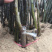 早酥红梨苗基地现挖现发包成活技术指导南北方种植
