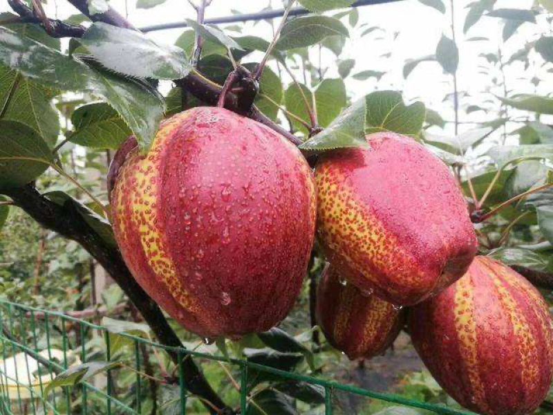 早酥红梨苗基地现挖现发包成活技术指导南北方种植