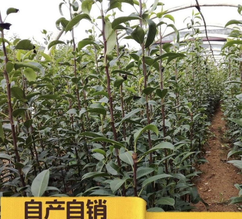 早酥红梨苗基地现挖现发包成活技术指导南北方种植