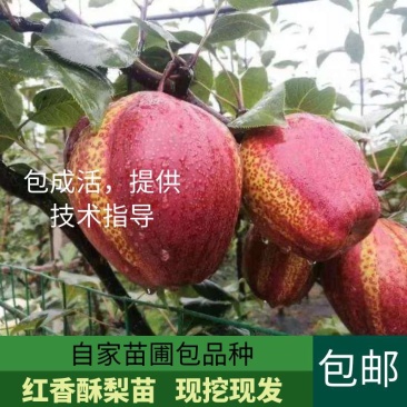 早酥红梨苗基地现挖现发包成活技术指导南北方种植