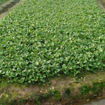 大量销售，上海青，小白菜