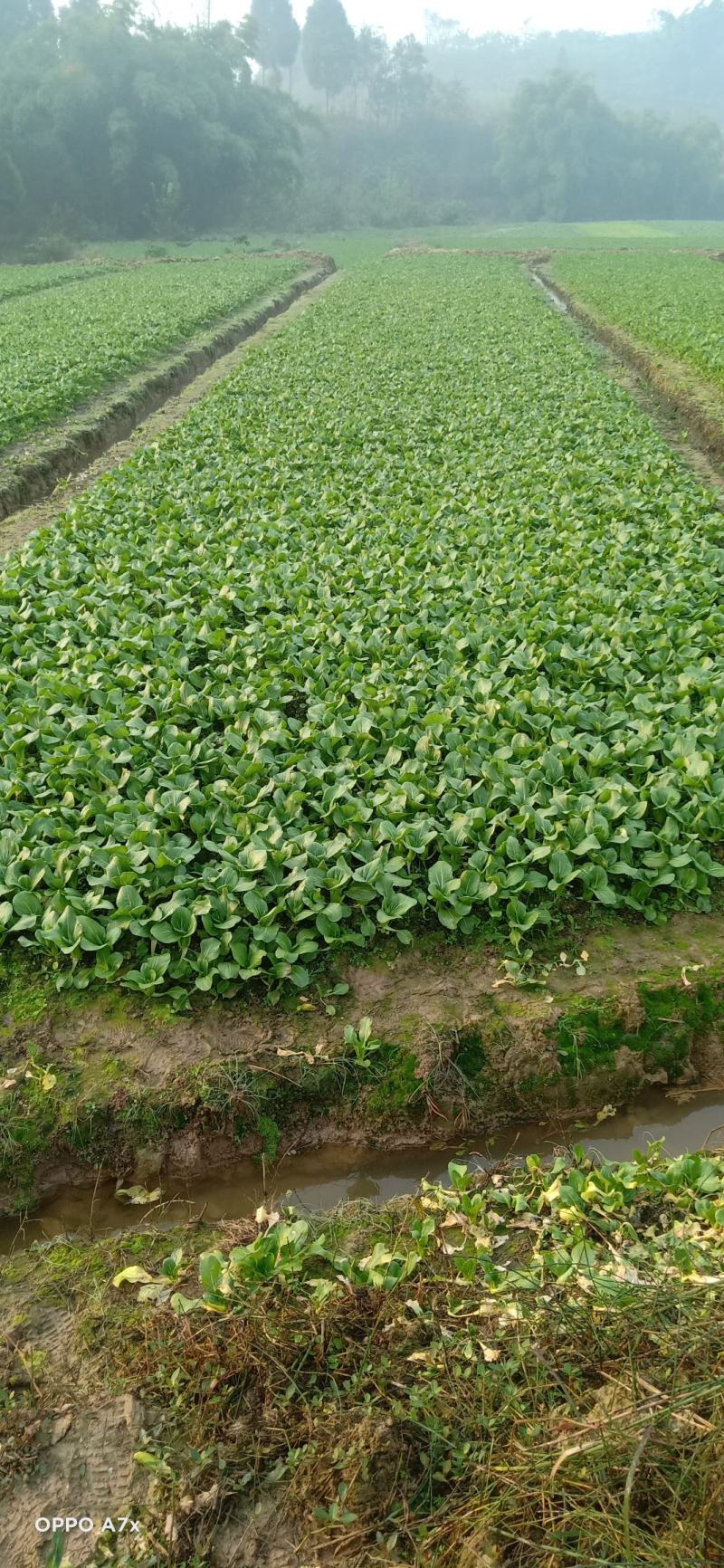 大量销售，上海青，小白菜