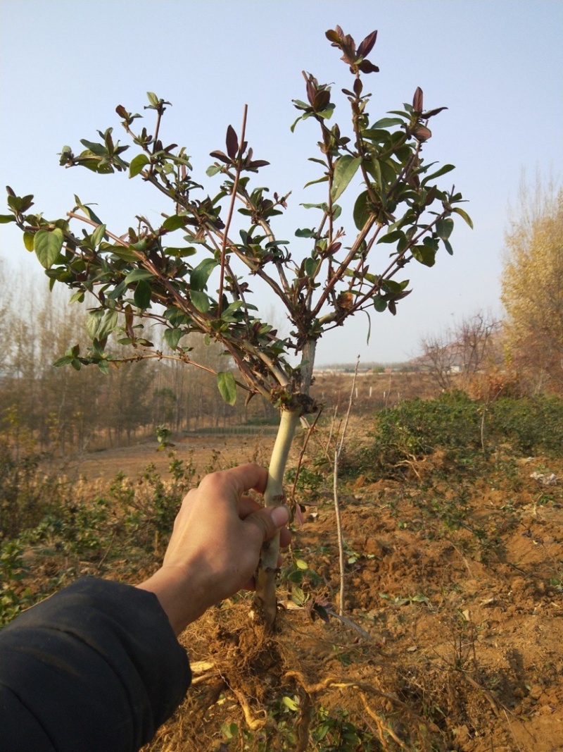 红花金银花苗基地现挖现发包成活技术指导南北方种植