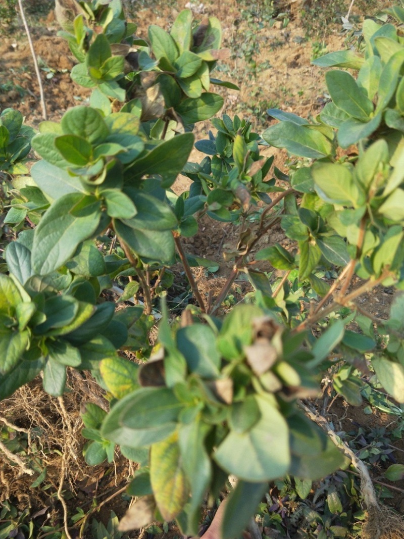 红花金银花苗基地现挖现发包成活技术指导南北方种植