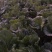 周口市郸城县李楼乡大白菜种植基地，欢迎老板批发订购