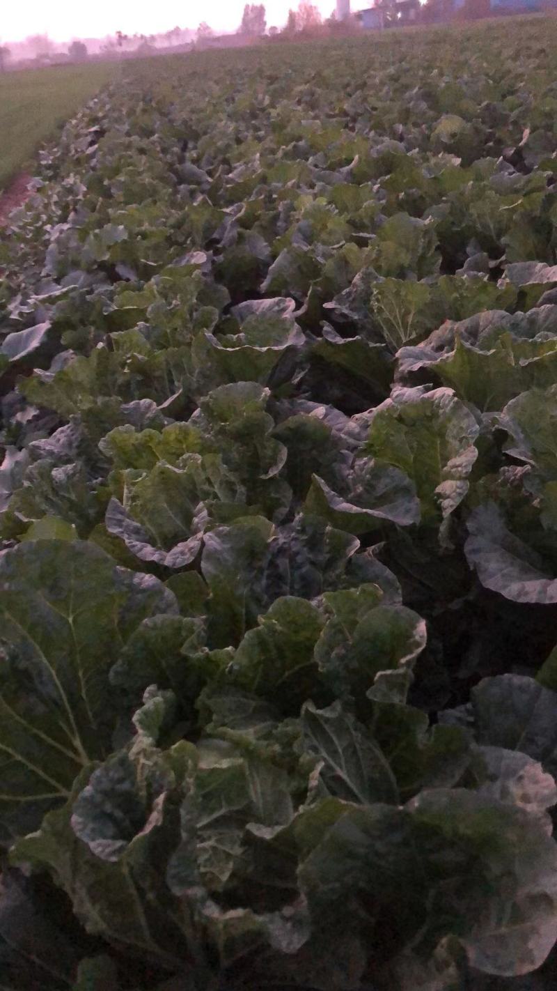 周口市郸城县李楼乡大白菜种植基地，欢迎老板批发订购
