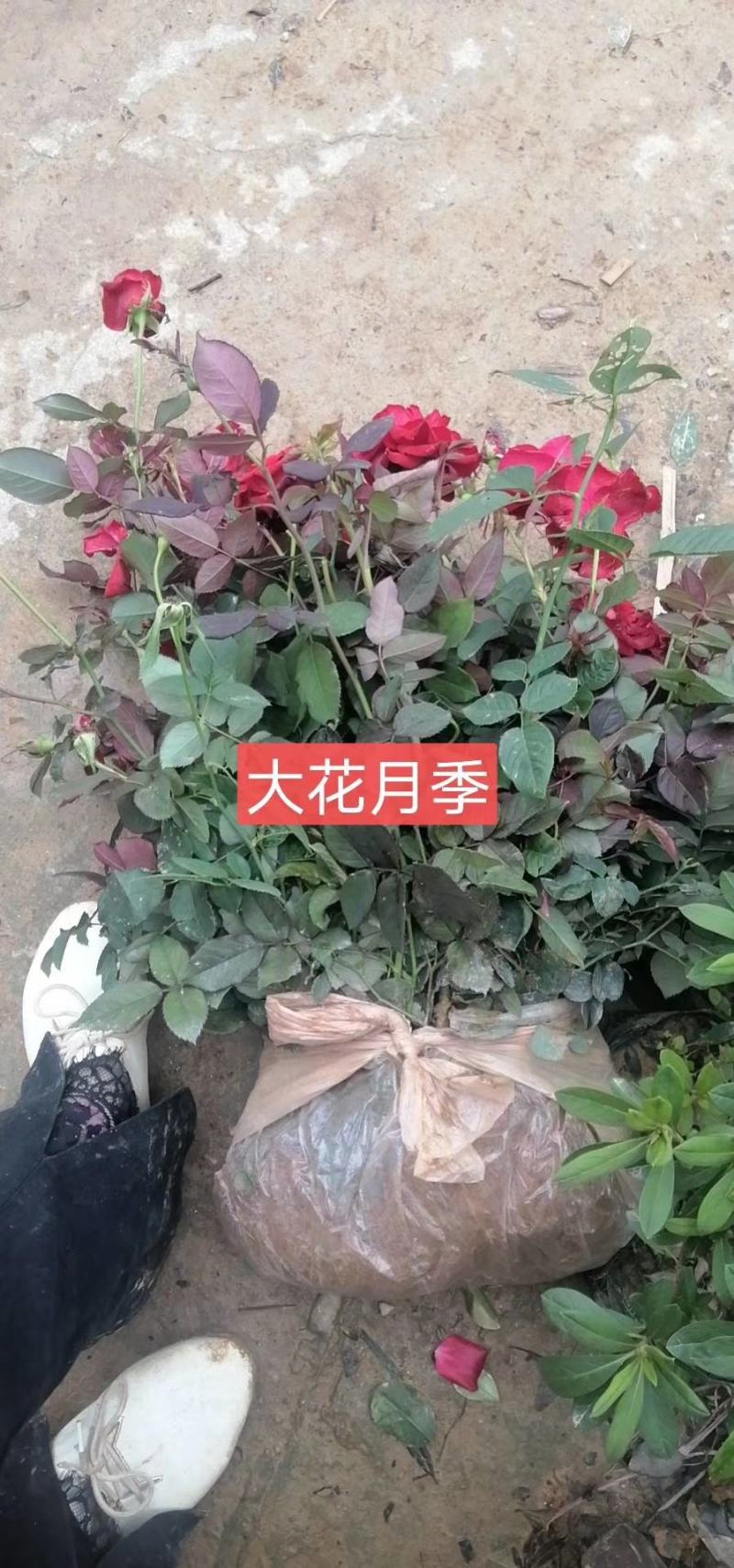 月季花苗树桩盆花杯苗小花月季花盆栽庭院绿化花卉
