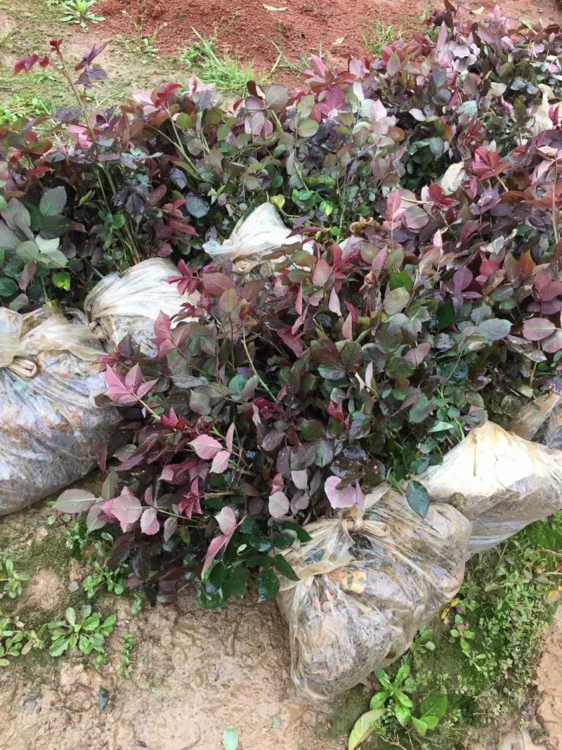 月季花苗树桩盆花杯苗小花月季花盆栽庭院绿化花卉