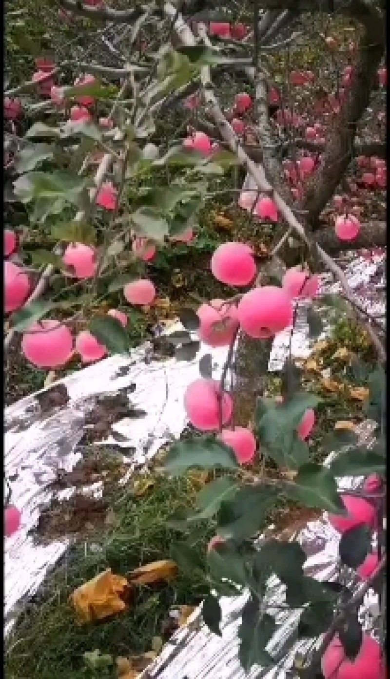 正宗沂源红富士冰糖心！大量上市欢迎各地客商前来采购！