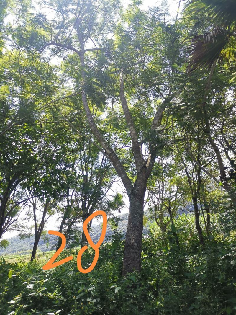 攀枝花蓝花楹胸径28公分，云南货源