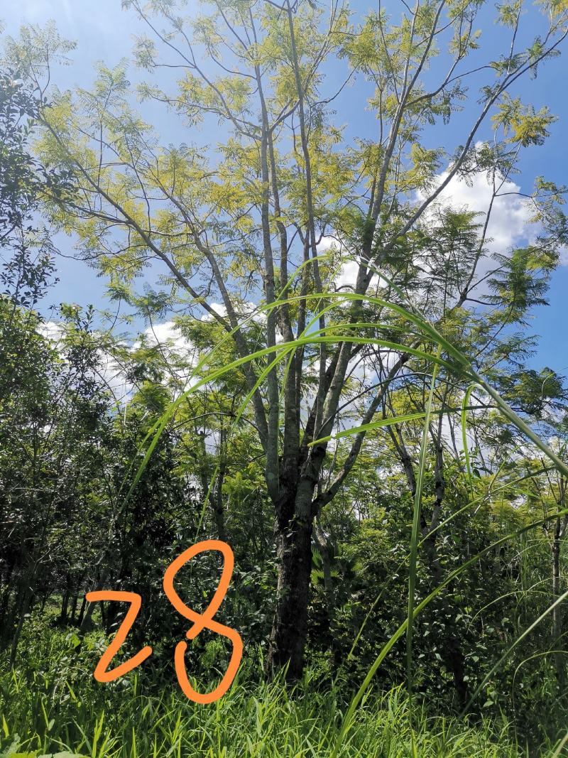 攀枝花蓝花楹胸径28公分，云南货源