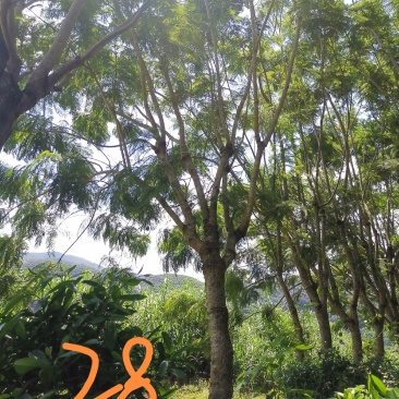 攀枝花蓝花楹胸径28公分，云南货源