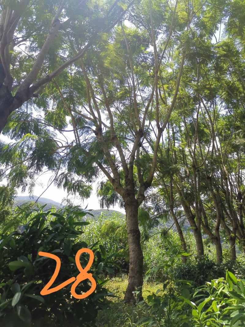 攀枝花蓝花楹胸径28公分，云南货源