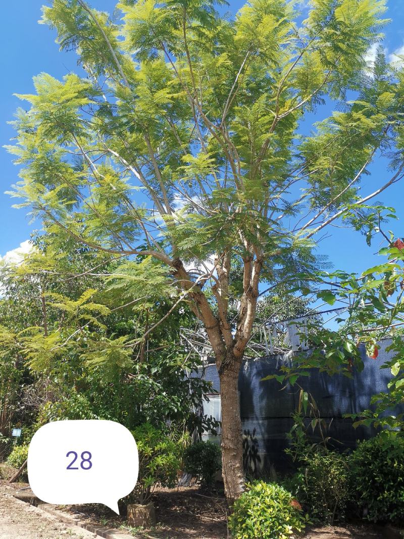 攀枝花蓝花楹胸径28公分，云南货源