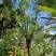 攀枝花蓝花楹胸径28公分，云南货源