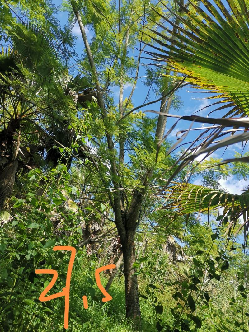 攀枝花蓝花楹胸径28公分，云南货源