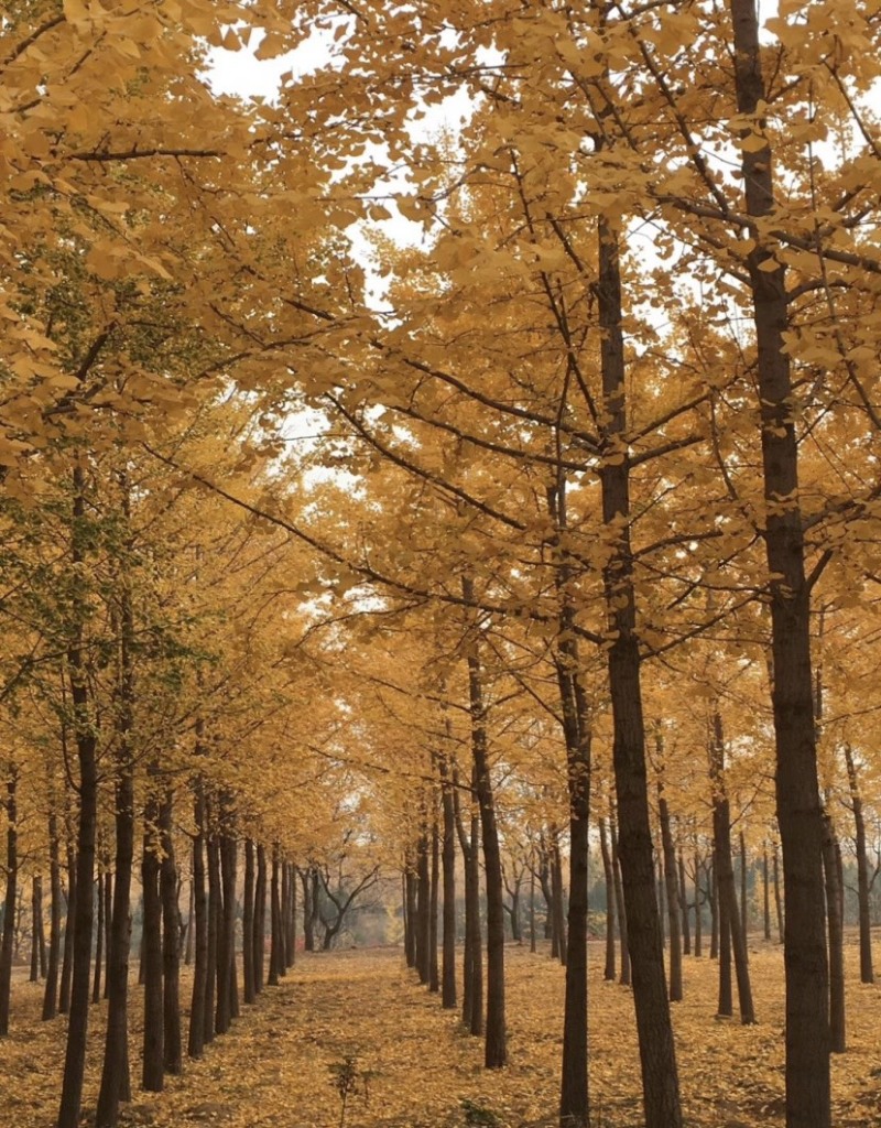 银杏苗基地现挖现发包成活技术指导南北方种植良心苗